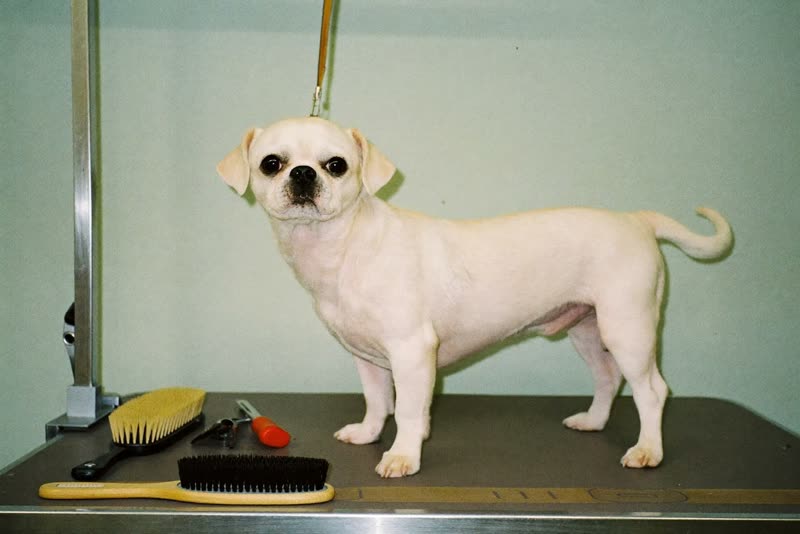 A freshly groomed curly-coated dog