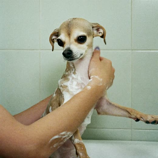 A small apricot cockapoo after a bath