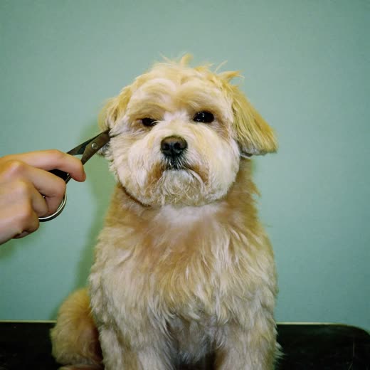 Grooming scissors and a comb on a pastel surface
