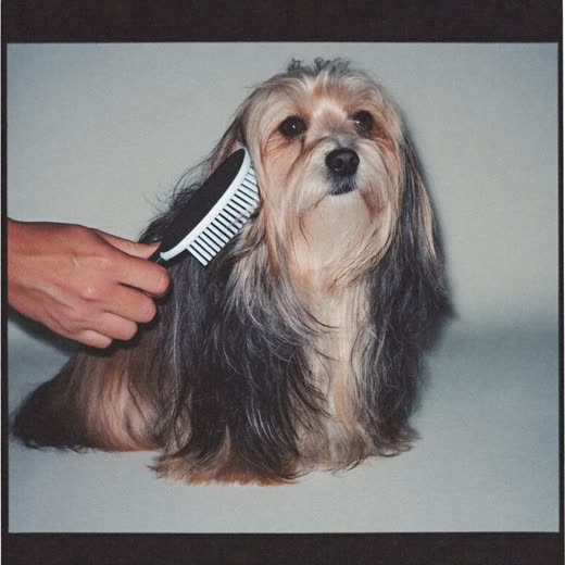 A small wiry-coated terrier after a trim